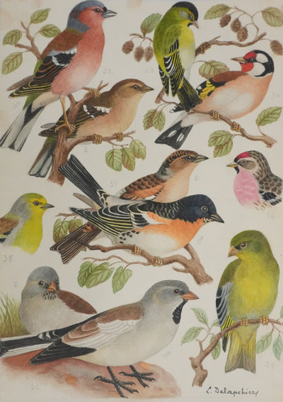 Louis DELAPCHIER : Verdier, Pinson et Niverolle, Aquarelle originale signée