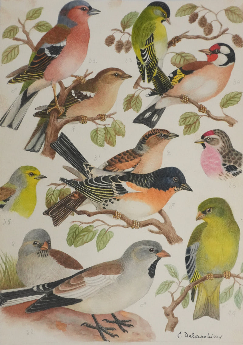 Louis DELAPCHIER : Verdier, Pinson et Niverolle, Aquarelle originale signée