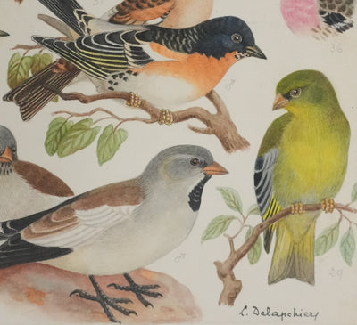 Louis DELAPCHIER : Verdier, Pinson et Niverolle, Aquarelle originale signée