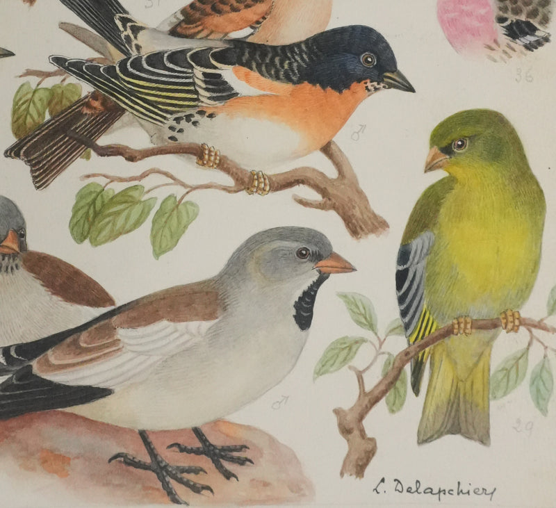 Louis DELAPCHIER : Verdier, Pinson et Niverolle, Aquarelle originale signée