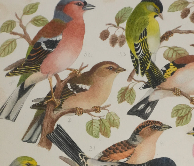 Louis DELAPCHIER : Verdier, Pinson et Niverolle, Aquarelle originale signée