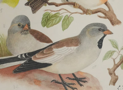 Louis DELAPCHIER : Verdier, Pinson et Niverolle, Aquarelle originale signée