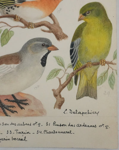 Louis DELAPCHIER : Verdier, Pinson et Niverolle, Aquarelle originale signée