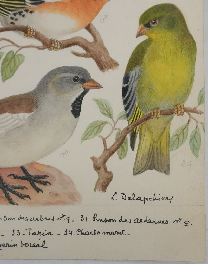 Louis DELAPCHIER : Verdier, Pinson et Niverolle, Aquarelle originale signée