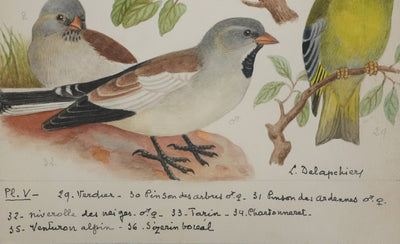 Louis DELAPCHIER : Verdier, Pinson et Niverolle, Aquarelle originale signée