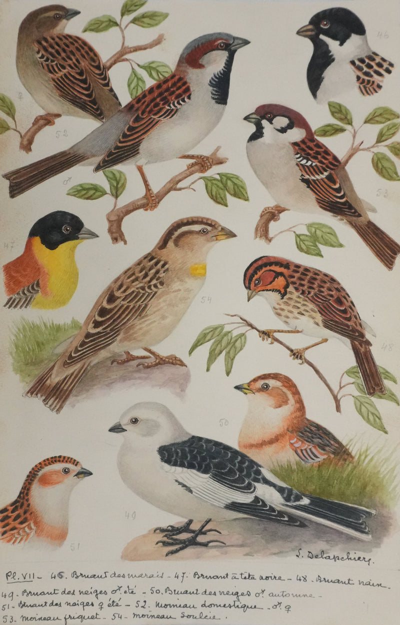 Louis DELAPCHIER : Bruant des marais et Moineau domestique, Aquarelle originale signée