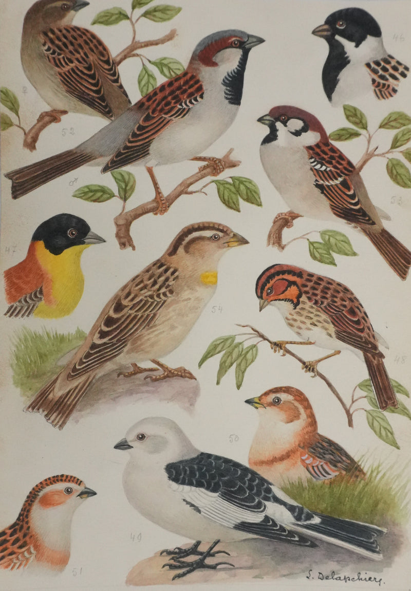Louis DELAPCHIER : Bruant des marais et Moineau domestique, Aquarelle originale signée
