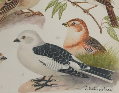 Louis DELAPCHIER : Bruant des marais et Moineau domestique, Aquarelle originale signée