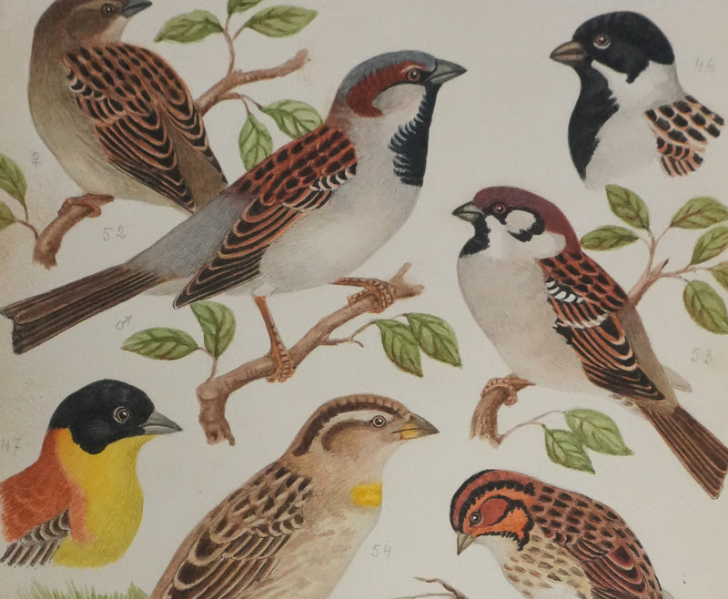 Louis DELAPCHIER : Bruant des marais et Moineau domestique, Aquarelle originale signée