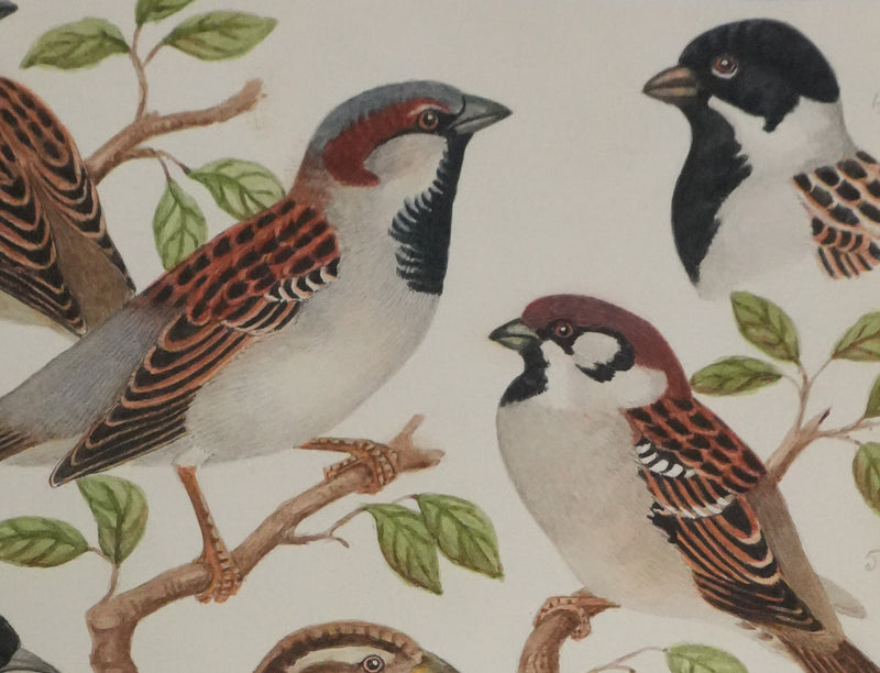 Louis DELAPCHIER : Bruant des marais et Moineau domestique, Aquarelle originale signée