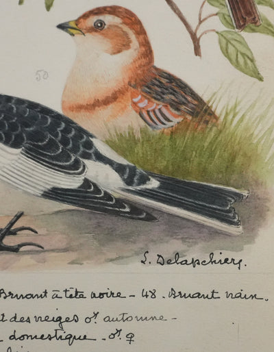 Louis DELAPCHIER : Bruant des marais et Moineau domestique, Aquarelle originale signée