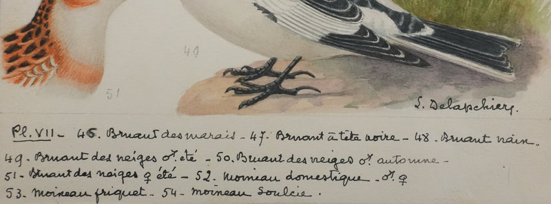 Louis DELAPCHIER : Bruant des marais et Moineau domestique, Aquarelle originale signée