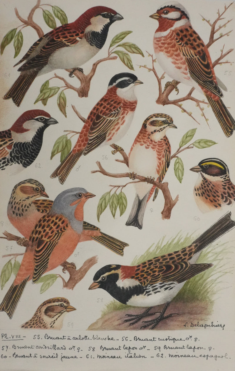 Louis DELAPCHIER : Bruant rustique et Moineau italien, Aquarelle originale signée