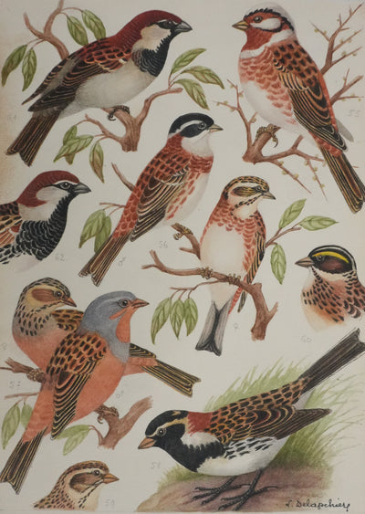 Louis DELAPCHIER : Bruant rustique et Moineau italien, Aquarelle originale signée