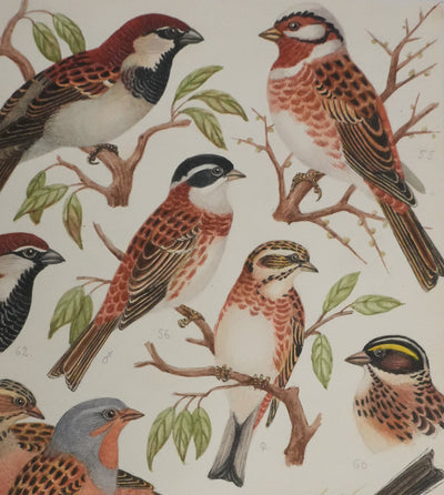 Louis DELAPCHIER : Bruant rustique et Moineau italien, Aquarelle originale signée