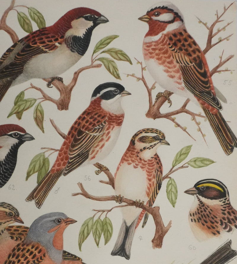 Louis DELAPCHIER : Bruant rustique et Moineau italien, Aquarelle originale signée