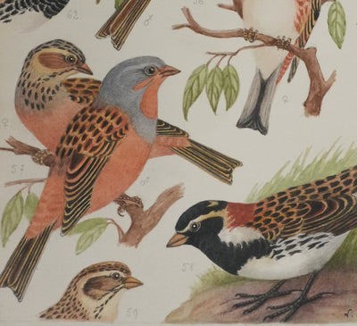 Louis DELAPCHIER : Bruant rustique et Moineau italien, Aquarelle originale signée