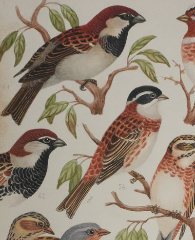 Louis DELAPCHIER : Bruant rustique et Moineau italien, Aquarelle originale signée