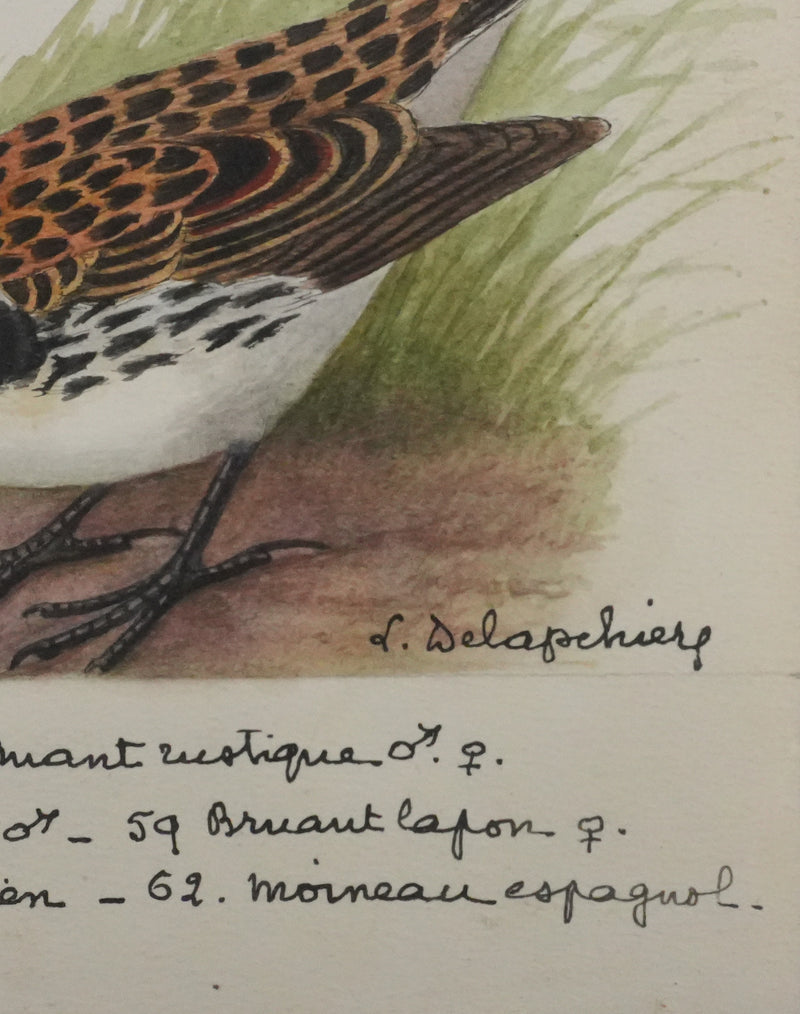 Louis DELAPCHIER : Bruant rustique et Moineau italien, Aquarelle originale signée