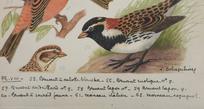 Louis DELAPCHIER : Bruant rustique et Moineau italien, Aquarelle originale signée