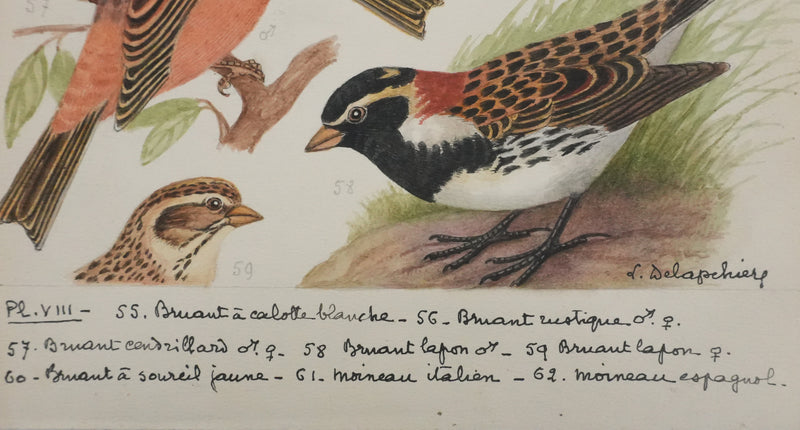 Louis DELAPCHIER : Bruant rustique et Moineau italien, Aquarelle originale signée