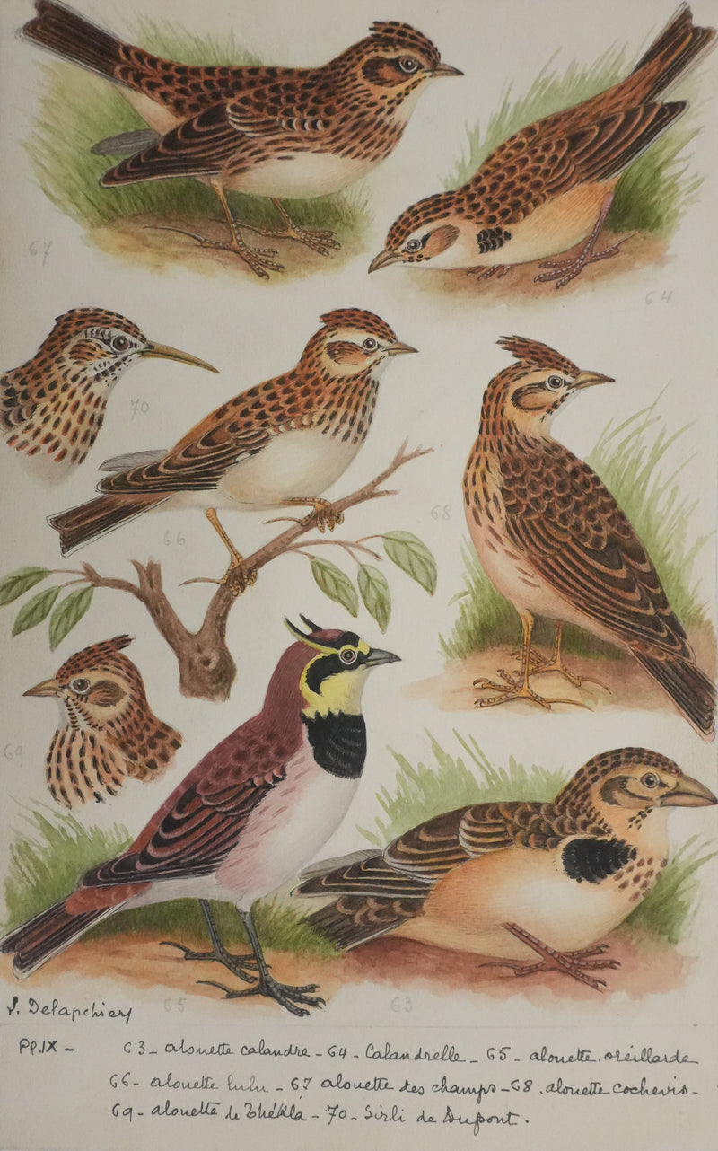 Louis DELAPCHIER : Alouettes et Sirli de Dupont, Aquarelle originale signée