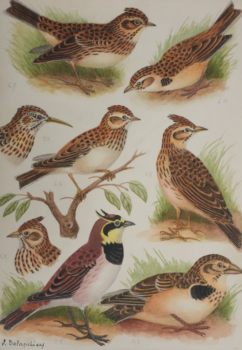 Louis DELAPCHIER : Alouettes et Sirli de Dupont, Aquarelle originale signée