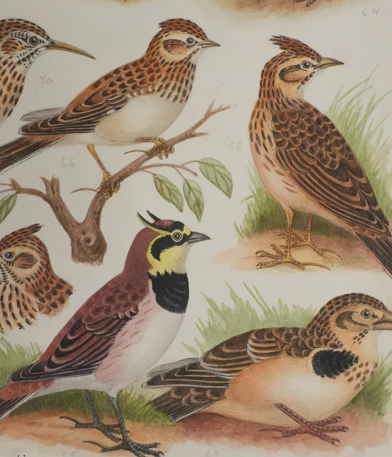 Louis DELAPCHIER : Alouettes et Sirli de Dupont, Aquarelle originale signée