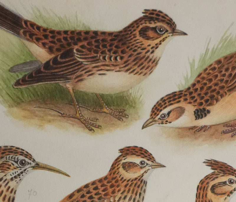Louis DELAPCHIER : Alouettes et Sirli de Dupont, Aquarelle originale signée