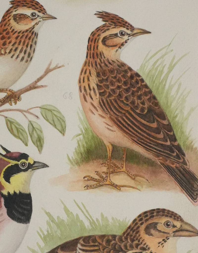 Louis DELAPCHIER : Alouettes et Sirli de Dupont, Aquarelle originale signée