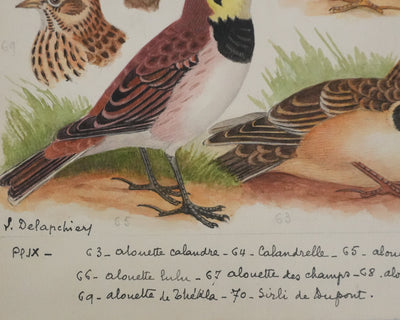 Louis DELAPCHIER : Alouettes et Sirli de Dupont, Aquarelle originale signée