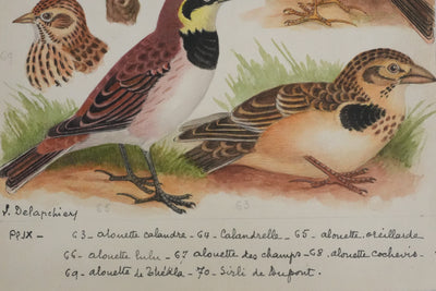 Louis DELAPCHIER : Alouettes et Sirli de Dupont, Aquarelle originale signée