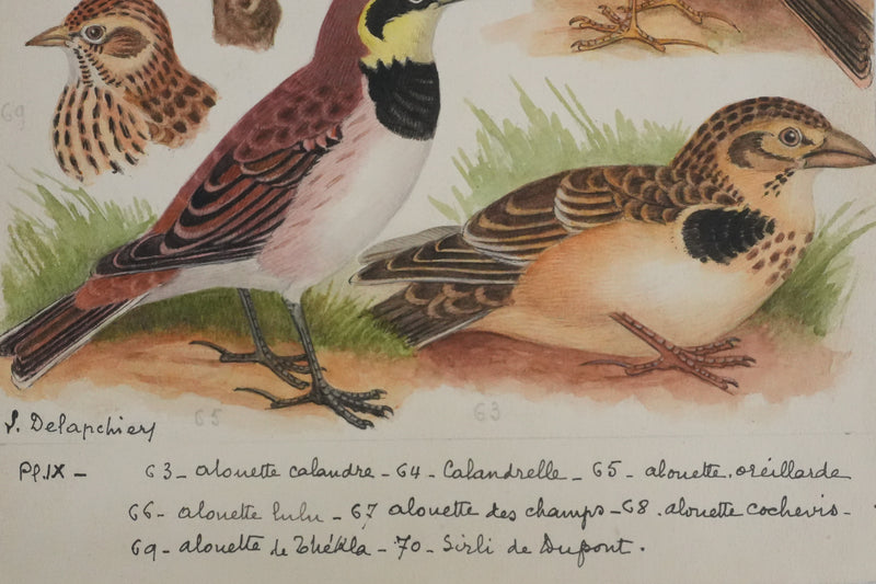 Louis DELAPCHIER : Alouettes et Sirli de Dupont, Aquarelle originale signée