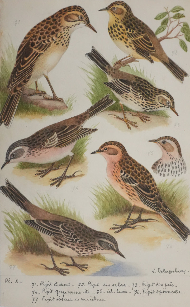 Louis DELAPCHIER : Pipit de Richard, des arbres et des prés, Aquarelle originale signée