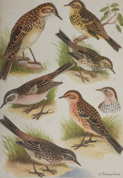 Louis DELAPCHIER : Pipit de Richard, des arbres et des prés, Aquarelle originale signée