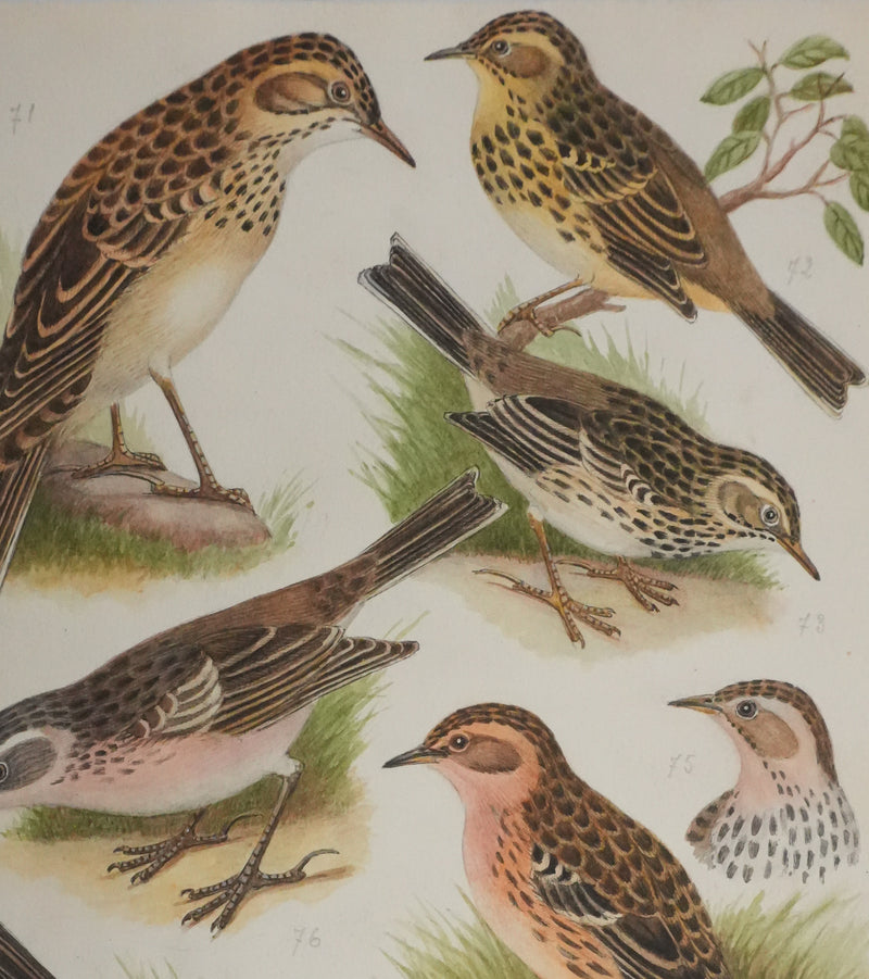 Louis DELAPCHIER : Pipit de Richard, des arbres et des prés, Aquarelle originale signée