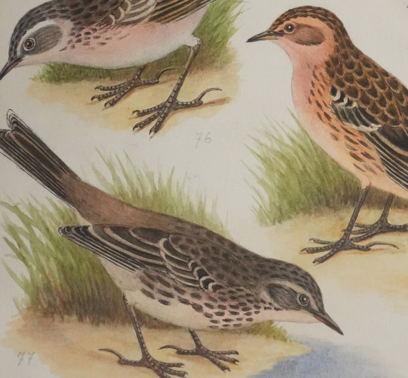 Louis DELAPCHIER : Pipit de Richard, des arbres et des prés, Aquarelle originale signée