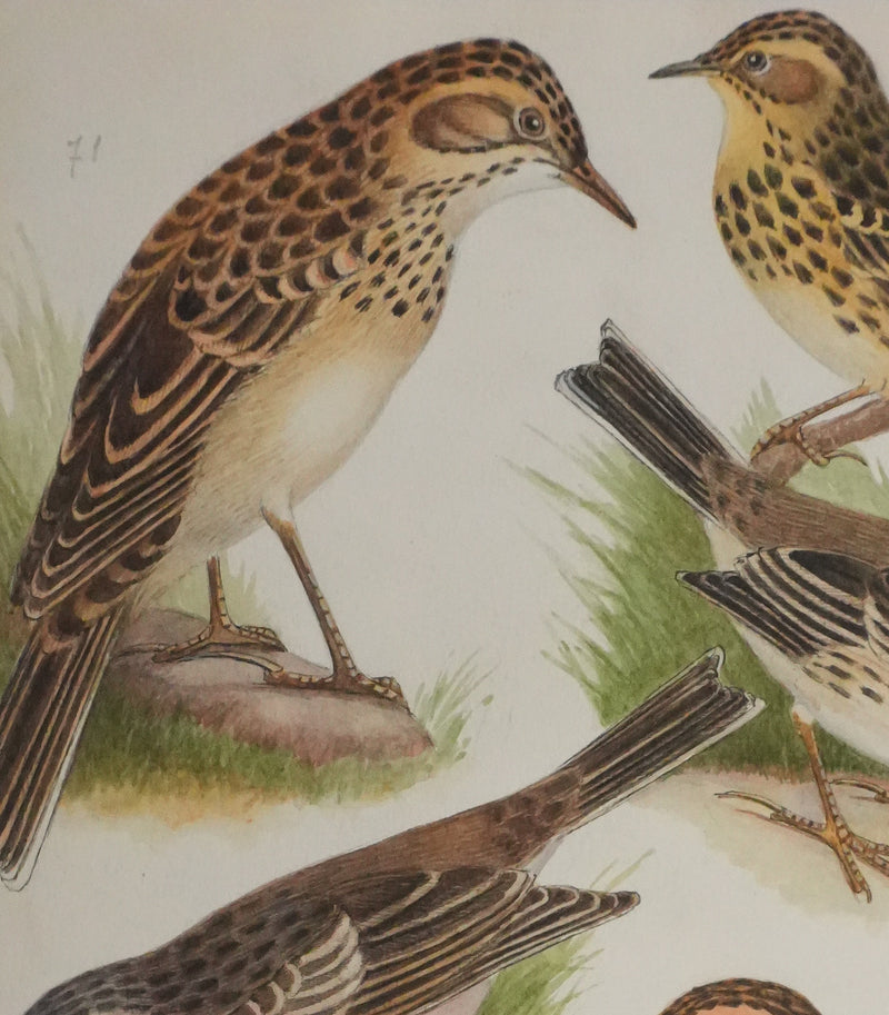 Louis DELAPCHIER : Pipit de Richard, des arbres et des prés, Aquarelle originale signée