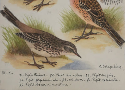 Louis DELAPCHIER : Pipit de Richard, des arbres et des prés, Aquarelle originale signée