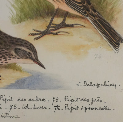 Louis DELAPCHIER : Pipit de Richard, des arbres et des prés, Aquarelle originale signée