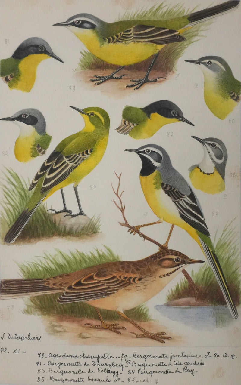 Louis DELAPCHIER : Bergeronnette de Ray, printanière et à tête cendrée, Aquarelle originale signée