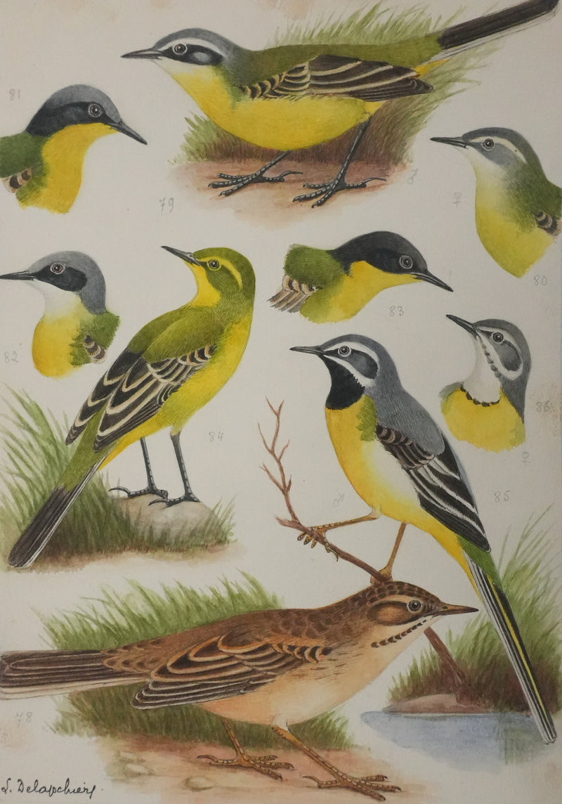 Louis DELAPCHIER : Bergeronnette de Ray, printanière et à tête cendrée, Aquarelle originale signée