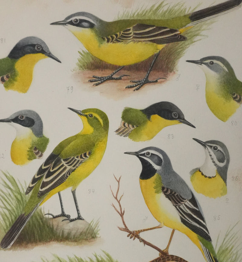 Louis DELAPCHIER : Bergeronnette de Ray, printanière et à tête cendrée, Aquarelle originale signée