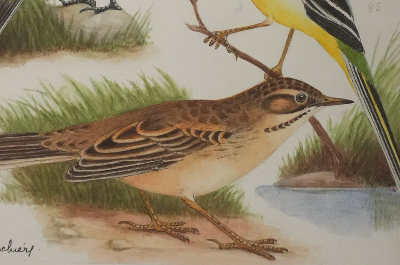 Louis DELAPCHIER : Bergeronnette de Ray, printanière et à tête cendrée, Aquarelle originale signée