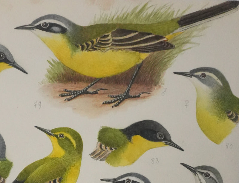 Louis DELAPCHIER : Bergeronnette de Ray, printanière et à tête cendrée, Aquarelle originale signée