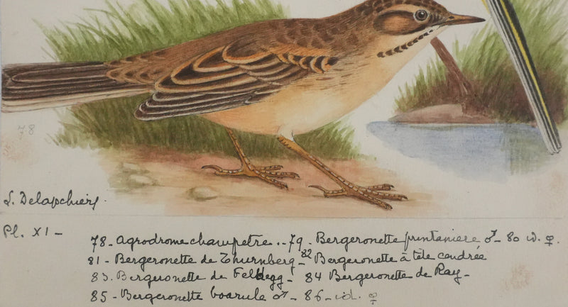 Louis DELAPCHIER : Bergeronnette de Ray, printanière et à tête cendrée, Aquarelle originale signée