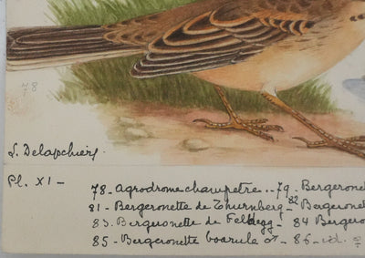 Louis DELAPCHIER : Bergeronnette de Ray, printanière et à tête cendrée, Aquarelle originale signée