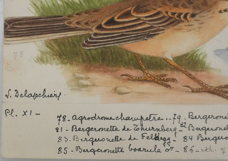 Louis DELAPCHIER : Bergeronnette de Ray, printanière et à tête cendrée, Aquarelle originale signée