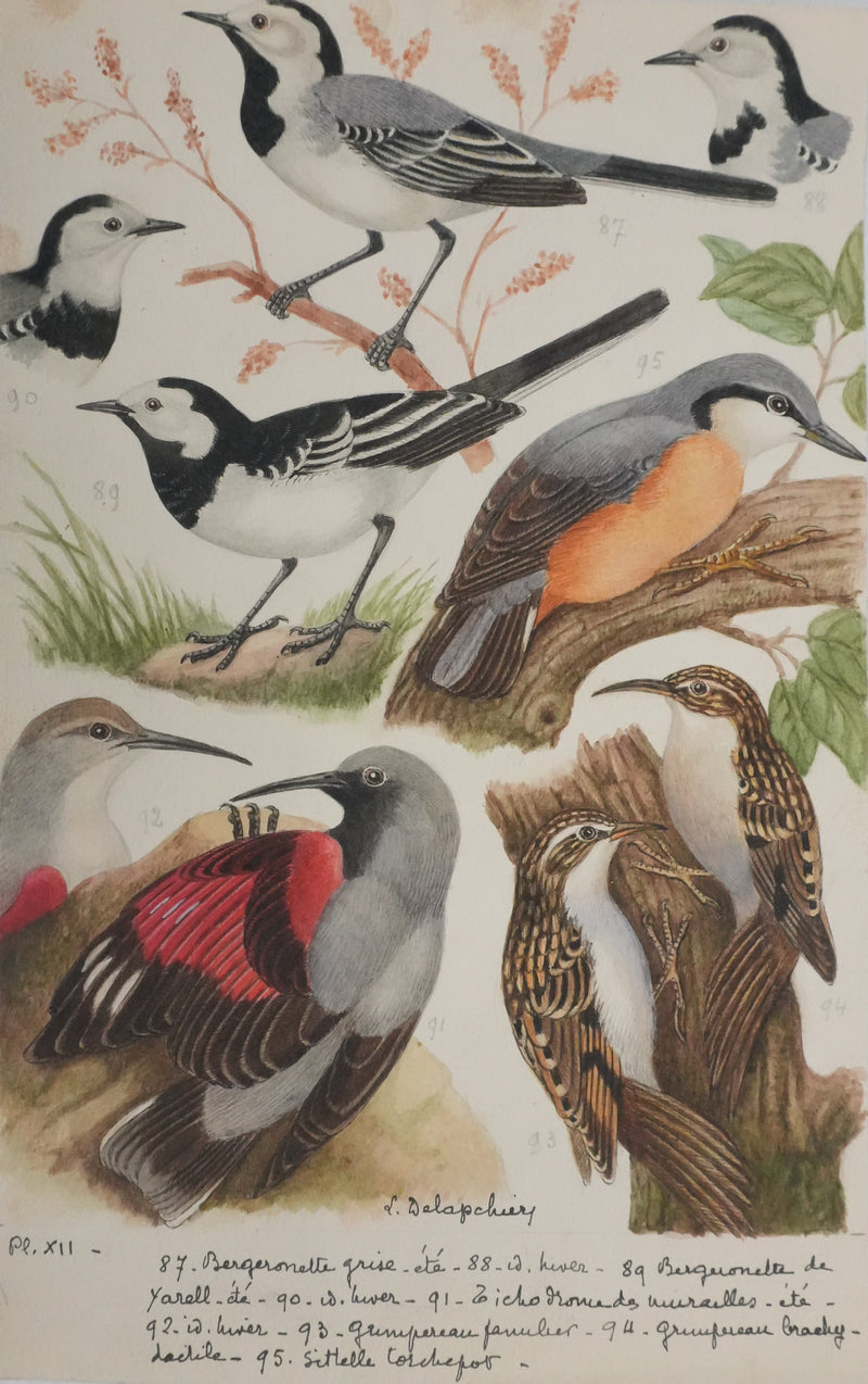 Louis DELAPCHIER : Tichodrome, Grimpereau et Sittelle, Aquarelle originale signée