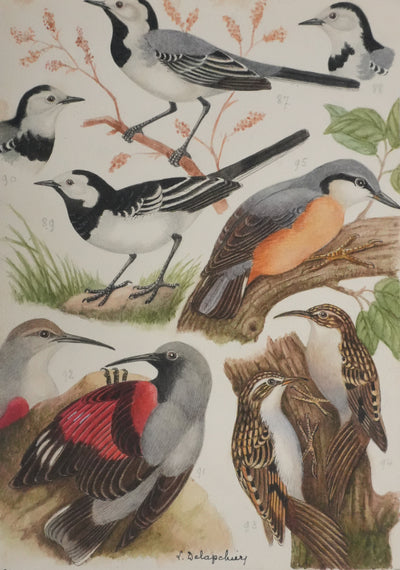 Louis DELAPCHIER : Tichodrome, Grimpereau et Sittelle, Aquarelle originale signée